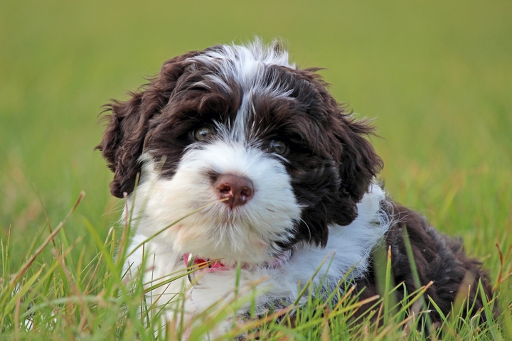 Woof, Woof: 5 Training Tips for Your New Portuguese Water Dogs